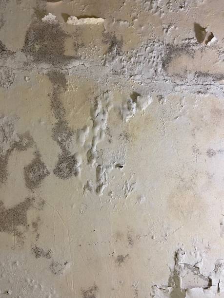 Professional Mold Removal in Floresville, TX